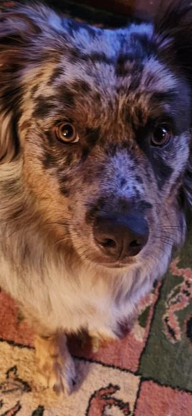 /Images/uploads/The Santa Fe New Mexican/santafepetcontest/entries/34086.jpg